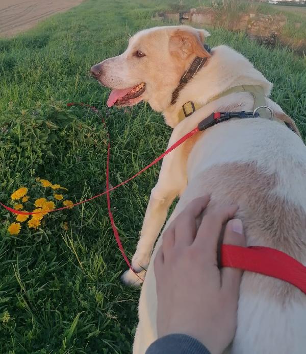 Toby cane un po’ timoroso, adozione responsabile Foto 8